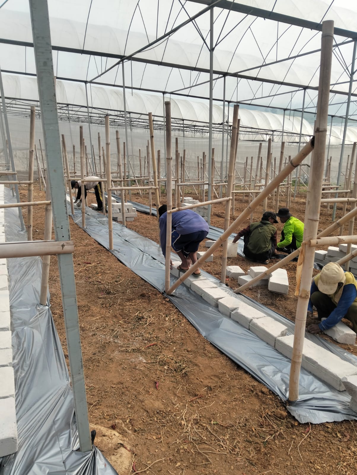 Greenhouse Pertanian